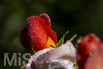 17.10.2026,  Bad Wörishofen, der Kurpark leuchtet in den Herbstfarben. Auf den noch blühenden Rosen hat sich Morgentau gebildet und glitzert nun in der frühen Morgensonne wie wertvolle Diamanten.