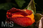 17.10.2026,  Bad Wörishofen, der Kurpark leuchtet in den Herbstfarben. Auf den noch blühenden Rosen hat sich Morgentau gebildet und glitzert nun in der frühen Morgensonne wie wertvolle Diamanten.