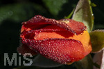 17.10.2026,  Bad Wörishofen, der Kurpark leuchtet in den Herbstfarben. Auf den noch blühenden Rosen hat sich Morgentau gebildet und glitzert nun in der frühen Morgensonne wie wertvolle Diamanten.