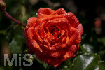 17.10.2026,  Bad Wörishofen, der Kurpark leuchtet in den Herbstfarben. Auf den noch blühenden Rosen hat sich Morgentau gebildet und glitzert nun in der frühen Morgensonne wie wertvolle Diamanten.