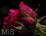 17.10.2026,  Bad Wörishofen, der Kurpark leuchtet in den Herbstfarben. Auf den noch blühenden Rosen hat sich Morgentau gebildet und glitzert nun in der frühen Morgensonne wie wertvolle Diamanten.