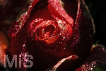 17.10.2026,  Bad Wörishofen, der Kurpark leuchtet in den Herbstfarben. Auf den noch blühenden Rosen hat sich Morgentau gebildet und glitzert nun in der frühen Morgensonne wie wertvolle Diamanten.