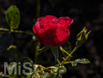 17.10.2026,  Bad Wörishofen, der Kurpark leuchtet in den Herbstfarben. Auf den noch blühenden Rosen hat sich Morgentau gebildet und glitzert nun in der frühen Morgensonne wie wertvolle Diamanten.