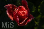 17.10.2026,  Bad Wörishofen, der Kurpark leuchtet in den Herbstfarben. Auf den noch blühenden Rosen hat sich Morgentau gebildet und glitzert nun in der frühen Morgensonne wie wertvolle Diamanten.