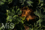 17.10.2026,  Bad Wörishofen, der Kurpark leuchtet in den Herbstfarben. Auf den noch blühenden Rosen hat sich Morgentau gebildet und glitzert nun in der frühen Morgensonne wie wertvolle Diamanten.