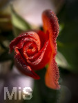 17.10.2026,  Bad Wörishofen, der Kurpark leuchtet in den Herbstfarben. Auf den noch blühenden Rosen hat sich Morgentau gebildet und glitzert nun in der frühen Morgensonne wie wertvolle Diamanten.