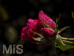 17.10.2026,  Bad Wörishofen, der Kurpark leuchtet in den Herbstfarben. Auf den noch blühenden Rosen hat sich Morgentau gebildet und glitzert nun in der frühen Morgensonne wie wertvolle Diamanten.