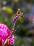 17.10.2026,  Bad Wörishofen, der Kurpark leuchtet in den Herbstfarben. Auf den noch blühenden Rosen hat sich Morgentau gebildet und glitzert nun in der frühen Morgensonne wie wertvolle Diamanten.