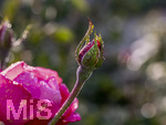 17.10.2026,  Bad Wörishofen, der Kurpark leuchtet in den Herbstfarben. Auf den noch blühenden Rosen hat sich Morgentau gebildet und glitzert nun in der frühen Morgensonne wie wertvolle Diamanten.