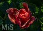 17.10.2026,  Bad Wörishofen, der Kurpark leuchtet in den Herbstfarben. Auf den noch blühenden Rosen hat sich Morgentau gebildet und glitzert nun in der frühen Morgensonne wie wertvolle Diamanten.