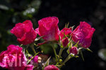 17.10.2026,  Bad Wörishofen, der Kurpark leuchtet in den Herbstfarben. Auf den noch blühenden Rosen hat sich Morgentau gebildet und glitzert nun in der frühen Morgensonne wie wertvolle Diamanten.