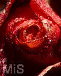 17.10.2026,  Bad Wörishofen, der Kurpark leuchtet in den Herbstfarben. Auf den noch blühenden Rosen hat sich Morgentau gebildet und glitzert nun in der frühen Morgensonne wie wertvolle Diamanten.
