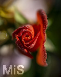 17.10.2026,  Bad Wörishofen, der Kurpark leuchtet in den Herbstfarben. Auf den noch blühenden Rosen hat sich Morgentau gebildet und glitzert nun in der frühen Morgensonne wie wertvolle Diamanten.