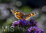17.10.2026,  Bad Wörishofen, der Kurpark leuchtet in den Herbstfarben. Ein Distelfalter (Vanessa cardui) saugt den Nektar aus den Blüten.