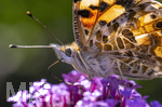17.10.2026,  Bad Wörishofen, der Kurpark leuchtet in den Herbstfarben. Ein Distelfalter (Vanessa cardui) saugt den Nektar aus den Blüten.