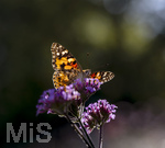 17.10.2026,  Bad Wörishofen, der Kurpark leuchtet in den Herbstfarben. Ein Distelfalter (Vanessa cardui) saugt den Nektar aus den Blüten.
