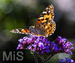 17.10.2026,  Bad Wörishofen, der Kurpark leuchtet in den Herbstfarben. Ein Distelfalter (Vanessa cardui) saugt den Nektar aus den Blüten.