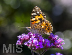 17.10.2026,  Bad Wörishofen, der Kurpark leuchtet in den Herbstfarben. Ein Distelfalter (Vanessa cardui) saugt den Nektar aus den Blüten.