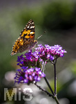 17.10.2026,  Bad Wörishofen, der Kurpark leuchtet in den Herbstfarben. Ein Distelfalter (Vanessa cardui) saugt den Nektar aus den Blüten.