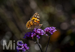 17.10.2026,  Bad Wörishofen, der Kurpark leuchtet in den Herbstfarben. Ein Distelfalter (Vanessa cardui) saugt den Nektar aus den Blüten.