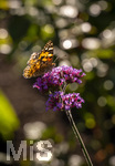 17.10.2026,  Bad Wörishofen, der Kurpark leuchtet in den Herbstfarben. Ein Distelfalter (Vanessa cardui) saugt den Nektar aus den Blüten.
