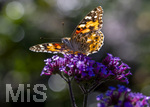 17.10.2026,  Bad Wörishofen, der Kurpark leuchtet in den Herbstfarben. Ein Distelfalter (Vanessa cardui) saugt den Nektar aus den Blüten.