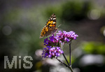17.10.2026,  Bad Wörishofen, der Kurpark leuchtet in den Herbstfarben. Ein Distelfalter (Vanessa cardui) saugt den Nektar aus den Blüten.