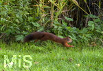 17.10.2026,  Bad Wörishofen, der Kurpark leuchtet in den Herbstfarben.  Ein Eichhörnchen springt übers Gras auf der Suche nach Winterfutter.