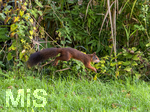 17.10.2026,  Bad Wörishofen, der Kurpark leuchtet in den Herbstfarben.  Ein Eichhörnchen springt übers Gras auf der Suche nach Winterfutter.
