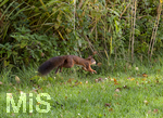 17.10.2026,  Bad Wörishofen, der Kurpark leuchtet in den Herbstfarben.  Ein Eichhörnchen springt übers Gras auf der Suche nach Winterfutter.